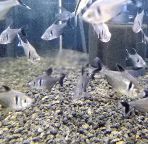 Ikan Hias Black Phantom