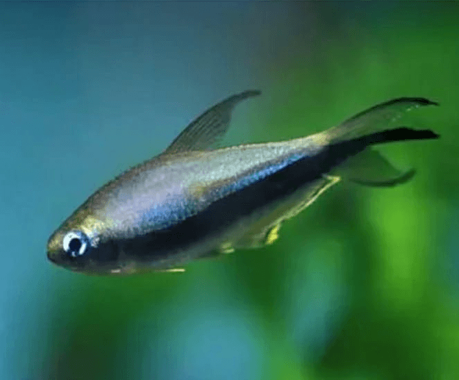 Ikan Hias Palmeri