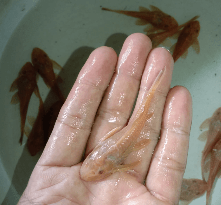 Ikan Hias Sapu-sapu Albino