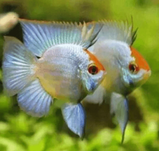 Ikan Hias Ramerezy Blue Electric Ballon