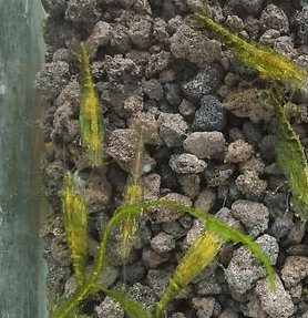 Udang Hias Green Jade