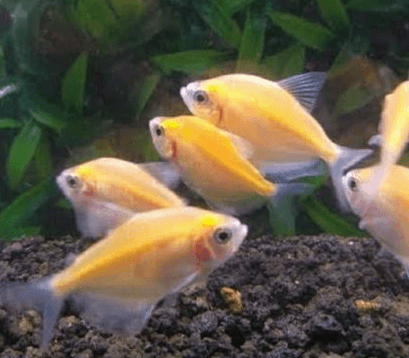 Ikan Hias Golden Tetra