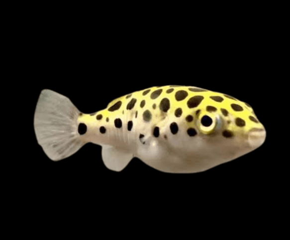 Ikan Hias Buntel Tawar Green Spotted