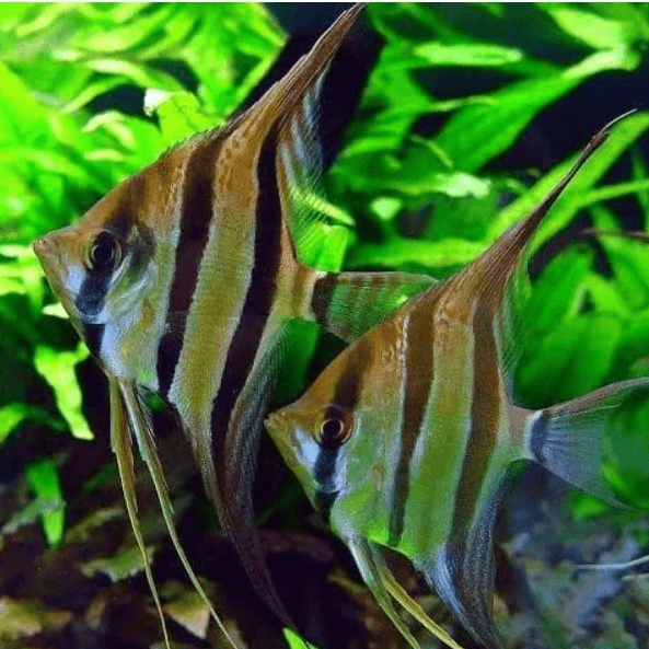 Ikan Hias Manfish Altumn