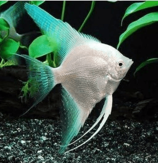 Ikan Hias Manfish Platinum