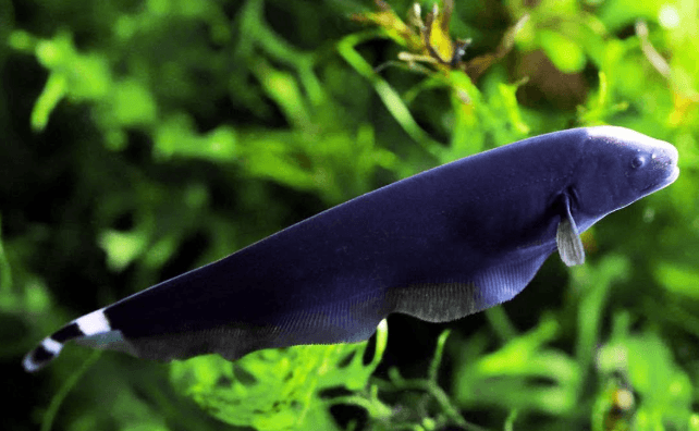 Ikan Hias Black Ghost