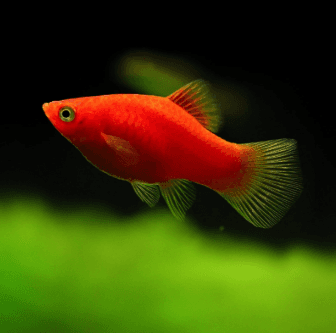 Ikan Hias Platy Coral