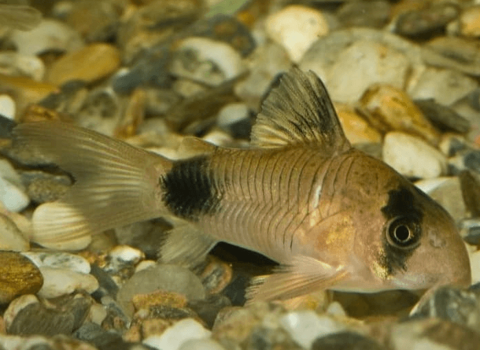 Ikan Hias Corydoras Panda