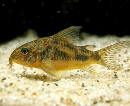 Ikan Hias Corydoras Paleatus