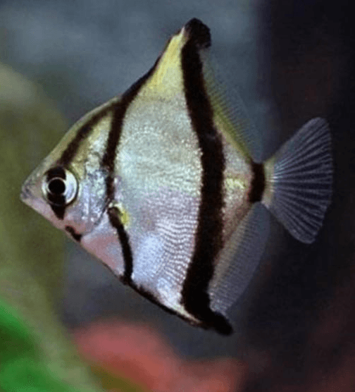 Ikan Hias Mono Sabae