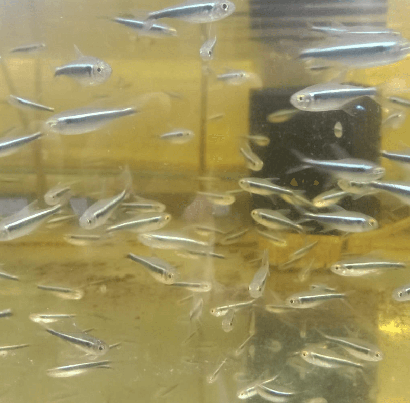 Ikan Hias Black Neon