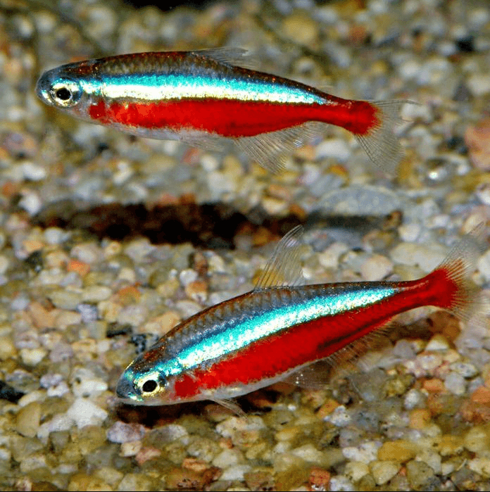 Ikan Hias Cardinal Tetra