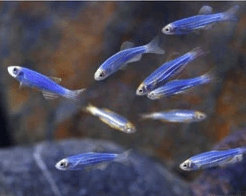 Ikan Hias Glowfish Blue Cosmic Danio