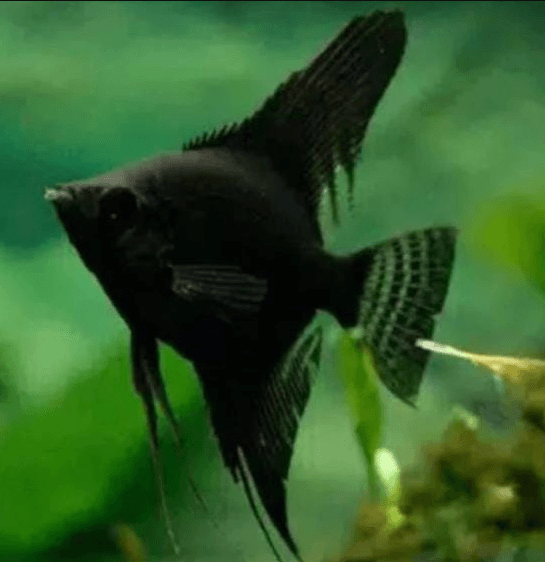 Ikan Hias Manfish Black