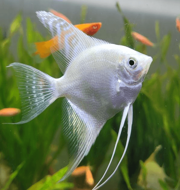 Ikan Hias Manfish Platinum