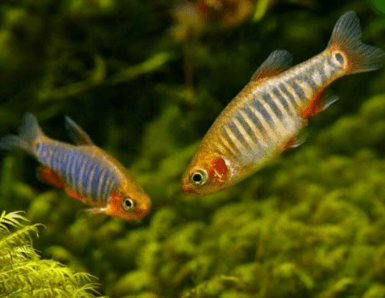 Ikan Hias Rasbora Emerald