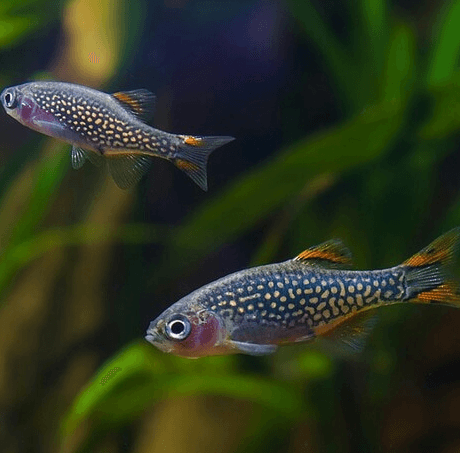 Ikan hias Rasbora Galaxy