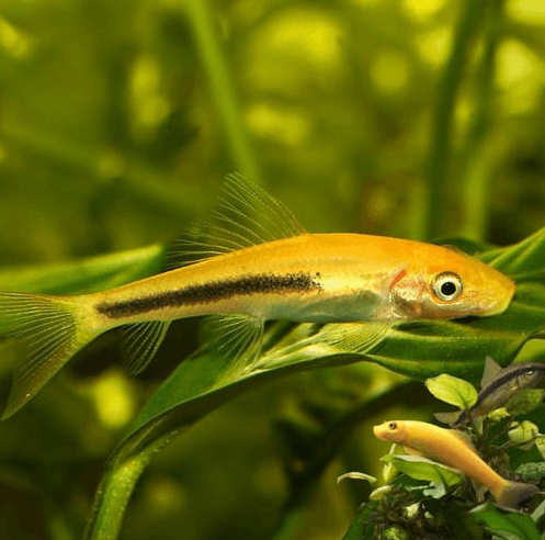 Ikan Hias CAE/ Chinese Algae eater