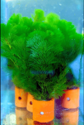 Tanaman Aquascape Cabomba